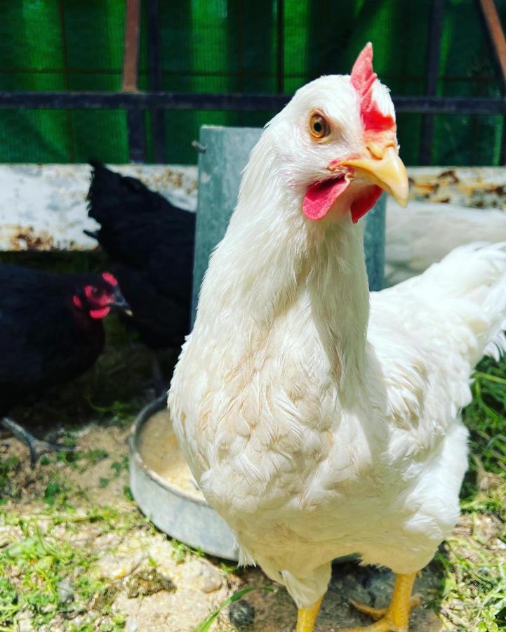 Finca Martina Casarabonela Zewnętrze zdjęcie